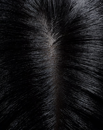 zoom sur les racines d'un cuir chevelu noir