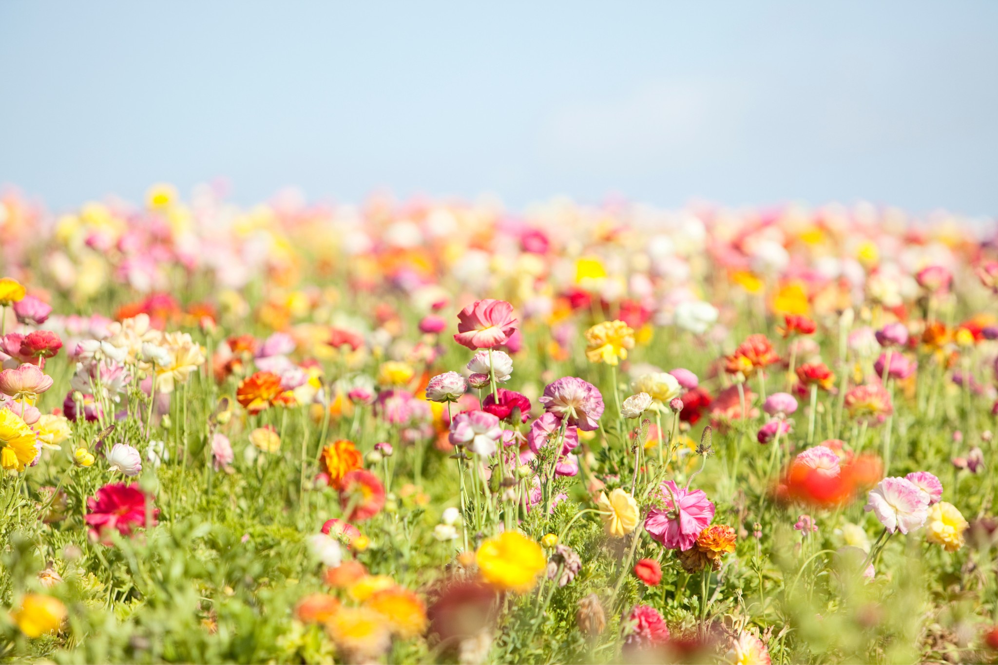 fleurs de printemps qui causes des allergies à cause à leur pollen